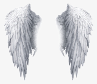 Popular And Trending Feather Stickers On Picsart - Free Png Angel Wings ...