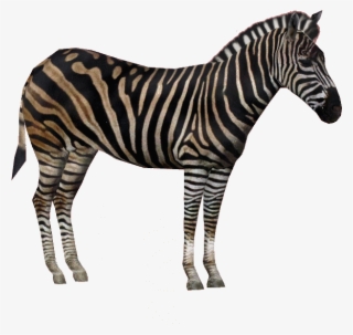 Chapmanzebraam #7747986