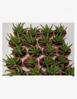 Alworthia 'black Gem' Live Succulent Plants With - Flowerpot #7749234