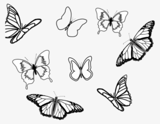 Monarch Butterfly Black And White #7749536