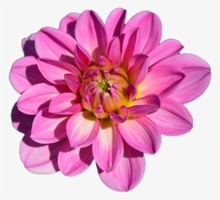 Dahlia Flower Png - Wednesday Good Morning Full Hd #7749770