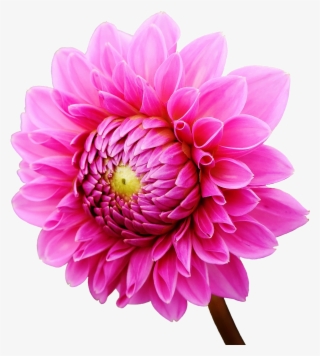 Dahlia Flower - Dahlia Flower Png #7749872