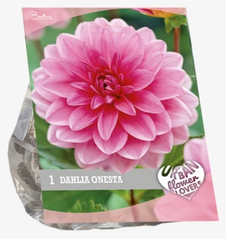 7200 Dahlia Onesta Per 1 Urban Flowers - Dahlia #7750277