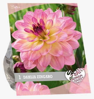 7240 Dahlia Zingaro Per 1 Urban Flowers #7750638