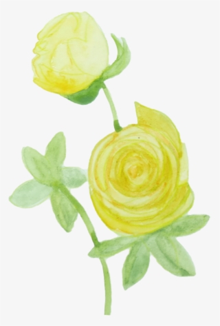Garden Roses #7750686