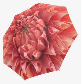 Dahlia #7750802
