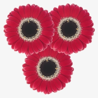 Flower Type - Single #7750840