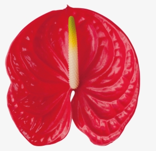 Arena Kwiat - Anthurium Png #7751701