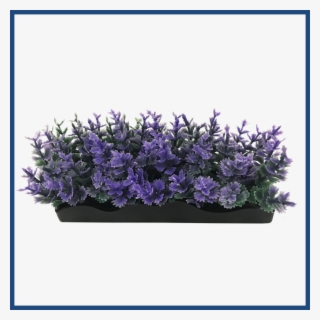 View Larger - Hyacinth #7751986