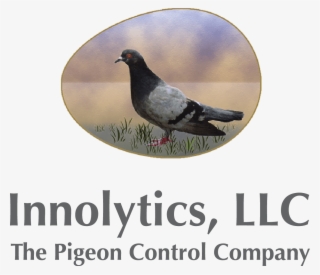 Pigeon Facts And Figures - Stock Dove #7752514