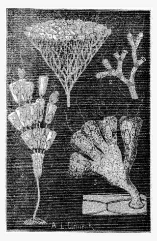 File - La Nature - 1879 - S1 - P376 Origines De La #7752672