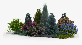 Over 800 Plant Species - Lobelia #7753795