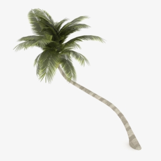 Coconut Tree Png Transparent Image - Coconut Tree 3d Model #7754981