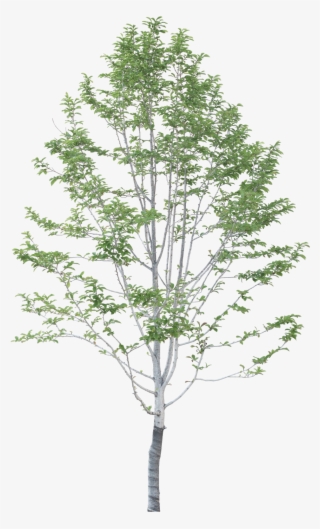 #tree #branches #leaves #palm Tree #autumn Tree #tree - Casa Koshino Tadao Ando #7757224