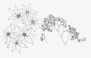 Transparent Flower Drawing - Black And White Flower Pattern Transparent #7758678