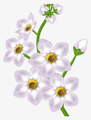 White Flower Clipart Transparent Background - Moth Orchid #7758763