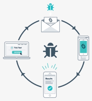 4 Simple Steps To Get Your Tick Tested - Circle Diagram #7762372