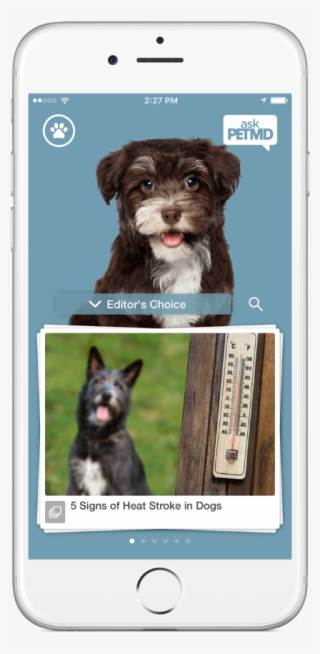 Petsmartverified Account - Iphone #7764484