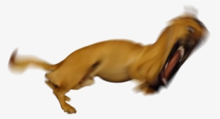 Chris - Dog Yawns #7764831