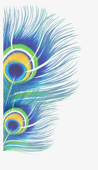 Peacock Hi 3 #7766540