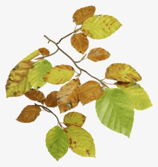 European Beech Fall - Beech Leaf Transparent Background #7766822