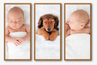 Beautiful Photo Collages On Any Wall - Baby Or Puppy #7766972
