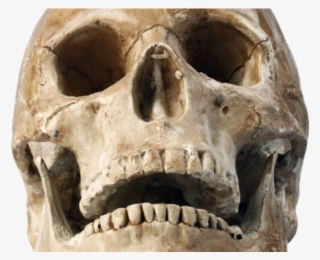 Human Skull Png #7770978