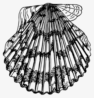 Original Png Clip Art File Scallop Svg Images Downloading #7774073