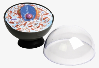 Loading Zoom - Przestrzenny Model Komórki Zwierzęcej #7775077