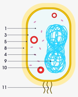 Organelle Examples #7775309