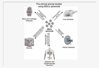 Preclinical Animal Studies Using Mscs Spheroids - Msc Spheroid Bfgf Gene Expression #7775470
