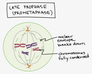 Phases Of Mitosis Mitosis Biology Article Khan Academy - Mitosis Prophase #7775720