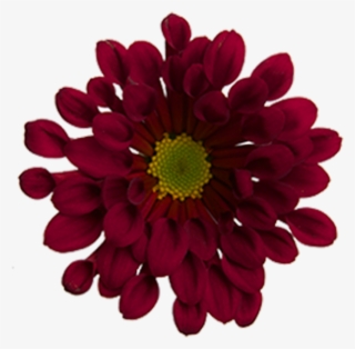 Click To Enlarge Image Red Novelty Dublin Red Novelty - Barberton Daisy #7776548