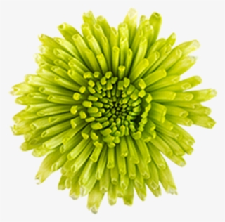 Click To Enlarge Image Green Novelty Athos Green Novelty - Dandelion #7777057