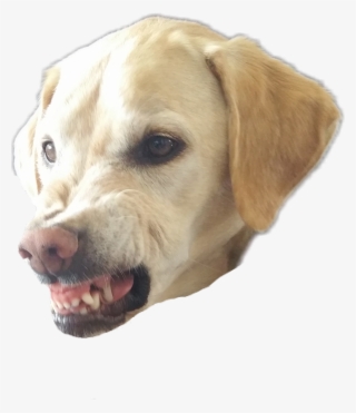 Petsandanimals Sticker - Dog Yawns #7777682