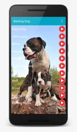 X - - Dogo Argentino X Boxer #7777763