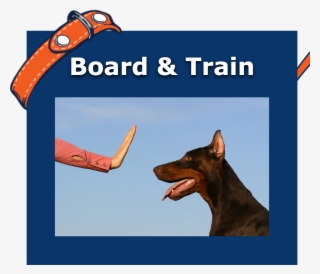 Box1 - Off Leash K9 Training #7778070