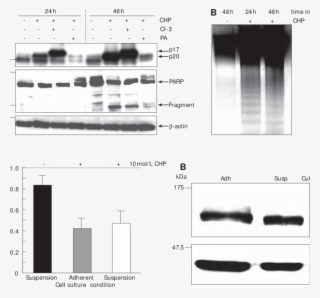Survival Of Dsl6a Cells Cultured In Suspension - Diagram #7778607