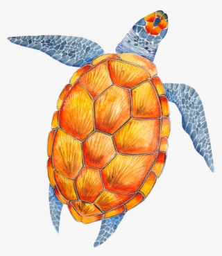 Tortoise, Turtle, Clip Art, Tortoise Turtle, Tortoise - Turtle #7780969