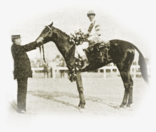 Okay, A Little History - Stallion #7782178