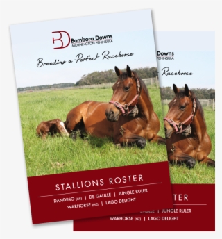 Stallion Broch - Sorrel #7782235