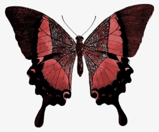 Red Butterfly Colorful Pretty - Your Time As A Caterpillar Has Expired Your Wings Are #7783107