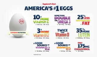 Eggland Banner - Oval #7784199