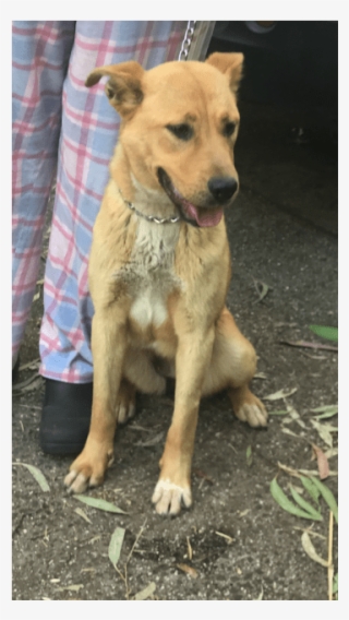 Donate To Petrescue - Companion Dog #7786103