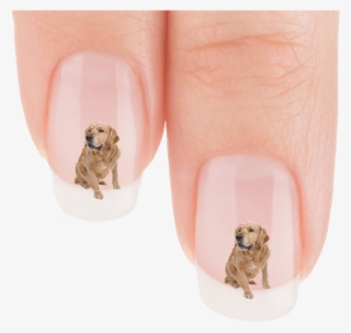 Golden Retriever Who Is That Nail Art Decals Patch - Labrador Retriever #7786333
