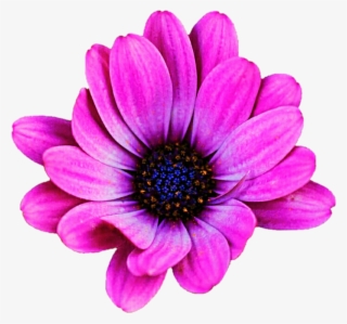 Pink Daisy Clipart Images Gallery For Free Myreal - African Daisy #7786451