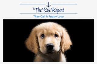 Look At Those Big Bright Eyes, That Cute Button Nose - Calendar 2019 Front Cover #7786636