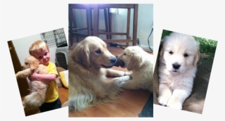 Golden Retriever #7786686