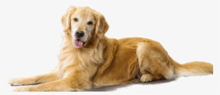Golden Retriever Dog Breed Information - Golden Retriever #7786755