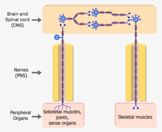 Somatic Nervous System Neurons #7788505 Somatic Nervous System Neurons #7788505